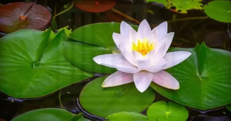 শাপলা দলীয় প্রতীক হবে ইসিতে বিতর্কে এনসিপি ও নাগরিক ঐক্য